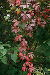 virginia creeper